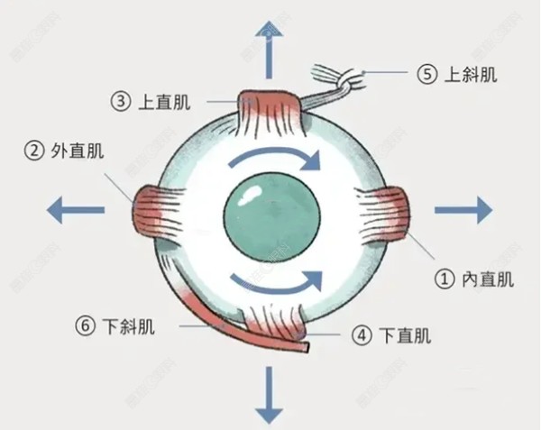 外斜视一定要动手术吗ji-zhun.com
