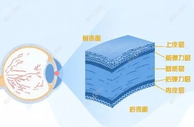 人的角膜结构
