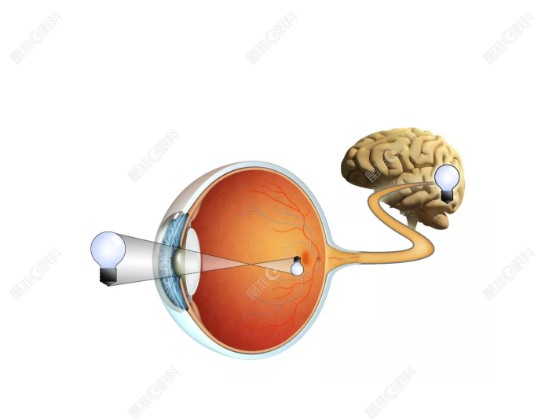 成人后天斜视可以靠训练自愈吗？