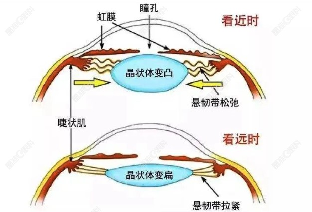单焦晶体看远好还是看近好
